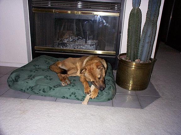 dog on bed1.jpg
